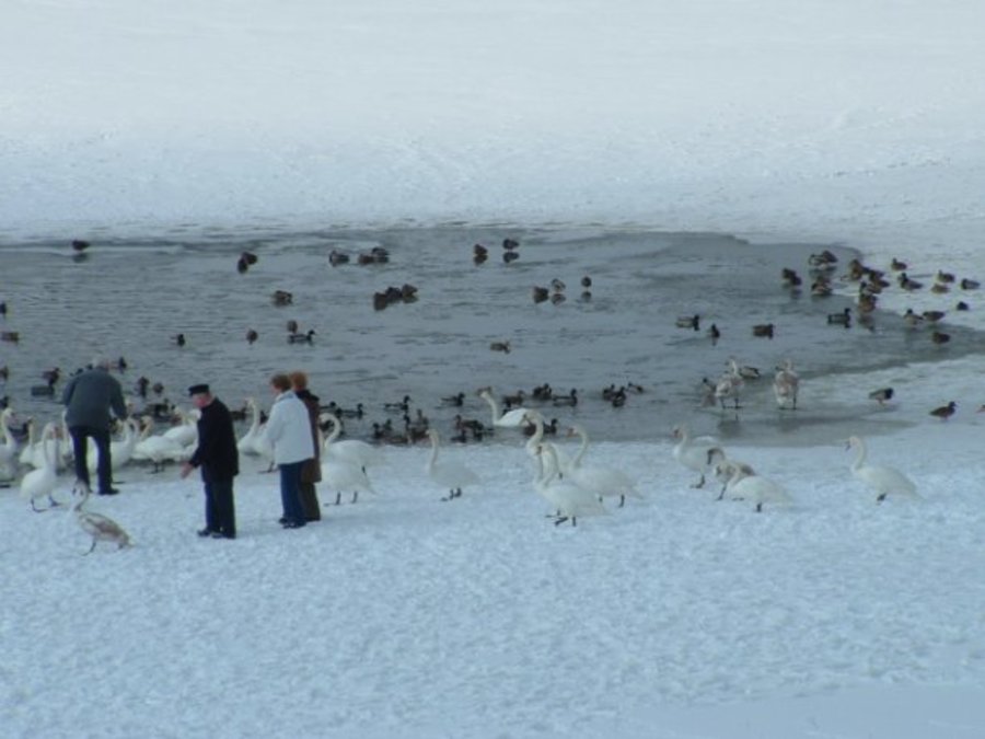 Schwäne im Winter